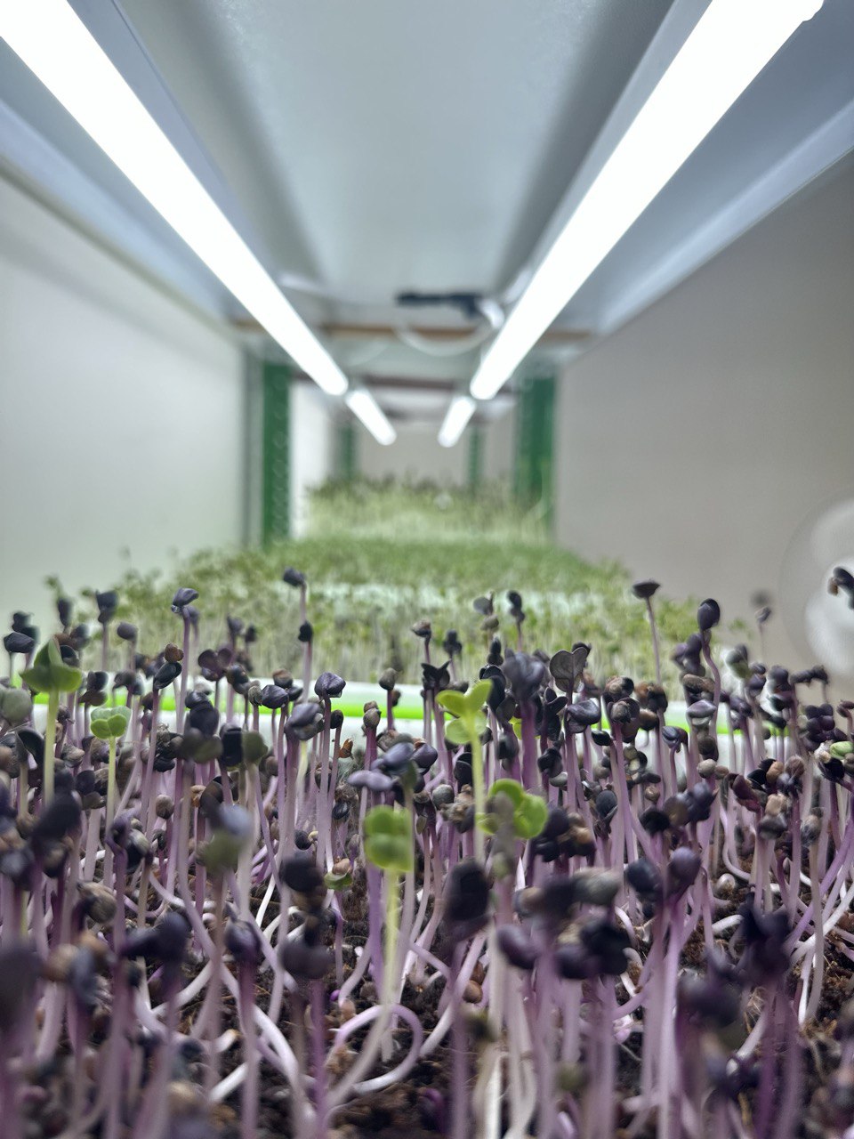 Microgreens under grow light